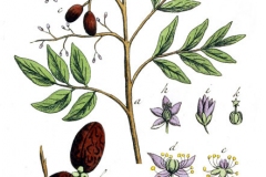 Plant-Illustration-of-Paradise-tree
