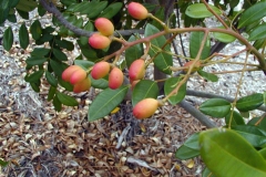Ripening-fruits-of-Paradise-tree