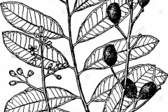 Sketch-of-Paradise-tree