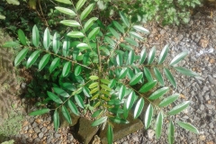 Small-Paradise-plant