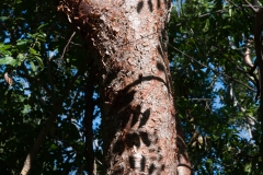 Trunk-of-Paradise-tree