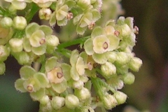 Closer-view-of-flower-of-Pareira