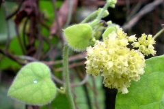 Flower-of-Pareira