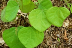 Leaves-of-Pareira