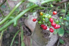Mature-and-unmature-fruits-of-Pareira