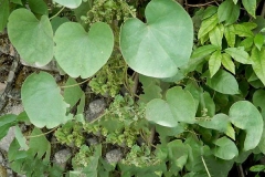Pareira-plant
