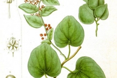 Plant-illustration-of-Pareira