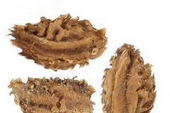 Seeds-of-Pareira