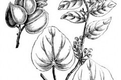 Sketch-of-Pareira
