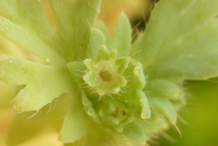 Flower-of-Parsley-Piert