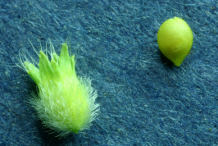 Parsley-Piert-Fruit