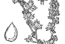 Parsley-Piert-Sketch