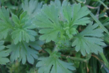 Parsley-Piert-leaf