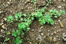 Parsley-Piert-plant