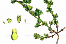 Parsley-piert-plant-Illustration