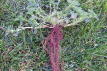 Root-of-Parsley-piert