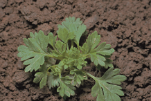 Small-plant-of-Parsley-Piert