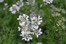 Close-up-flower-of-Parsley