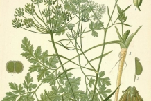 Illustration-of-Parsley-plant