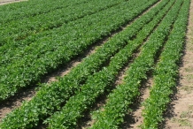 Parsley-farm