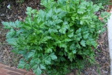 Parsley-plant