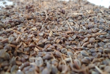 Parsley-seeds