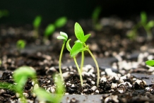 Seedlings-of-Parsley