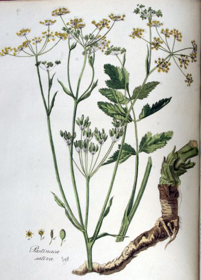 Plant-illustration-of-Parsnip