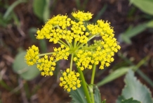 Close-up-flower-of-Parsnip