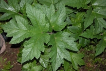 Leaves-of-Parsnip