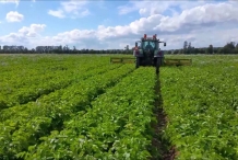 Parsnip-farm