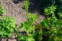 Parsnip-plant