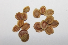 Parsnip-seeds