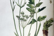 Plant-illustration-of-Parsnip
