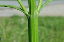 Stem-of-Parsnip