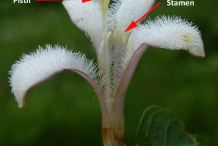 Closer-view-of-Partridge Berry Flower