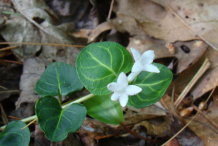 Flower-of-Partridge-Berry