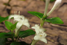 Flowers-and-flowering-buds-of-Partridge-Berry