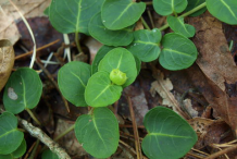 Leaves-of-Partridge-Berry