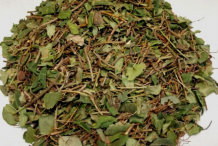 Partridge-Berry-Herb-Cut