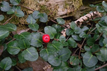 Partridge-Berry-Plant