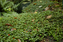 Partridgeberry-growing-wild