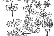 Sketch-of-Partridge-Berry