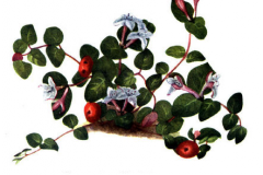 Plant-illustration-of-Partridge-Berry