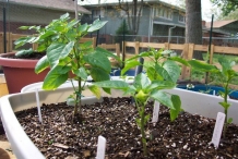 Pasilla-pepper-plant