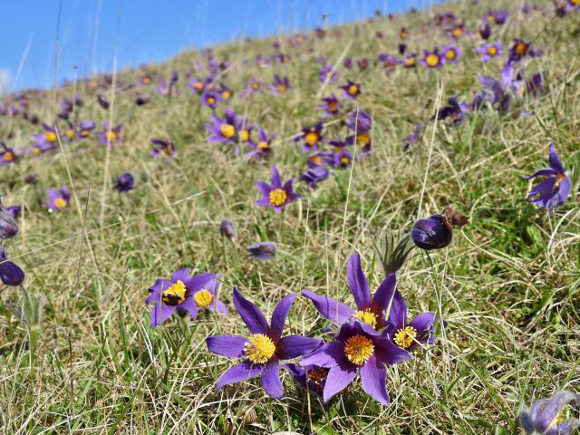Pasque-Flower-growing-on-the-hill