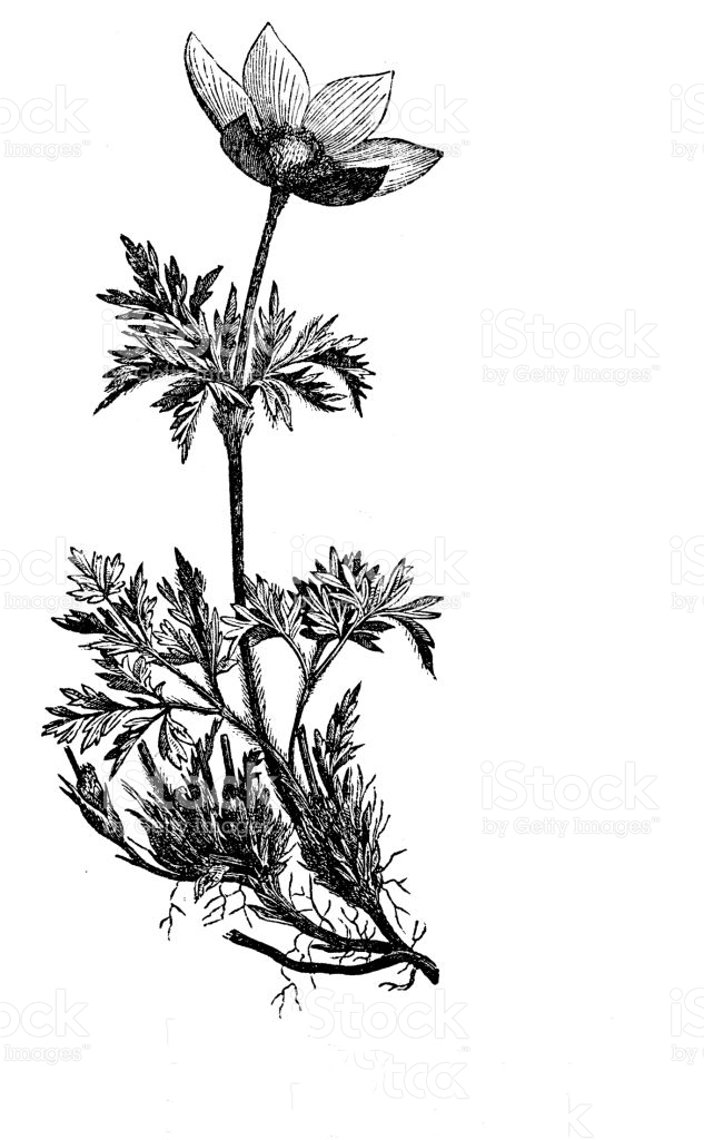 Pasque-Flower-plant-Sketch