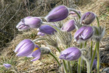 Buds-of-Pasque-Flower plant