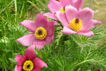 Different-variety-of-Pasque-Flower