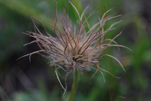 Fruit-of-Pasque-Flower-plant